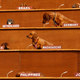 This is from an Australian art exhibit called “Dachshund U.N.” which had 47 dogs placed at United Nations spots in a giant set of risers. It also looks pretty great.